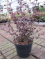 Preview: Schopfmyrthe Schwarze Perle - Lophomyrthus x ralphi Black Pearl